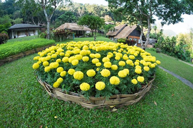 Monocots - Canteiro de flores na casa de campo, idéias para paisagismo