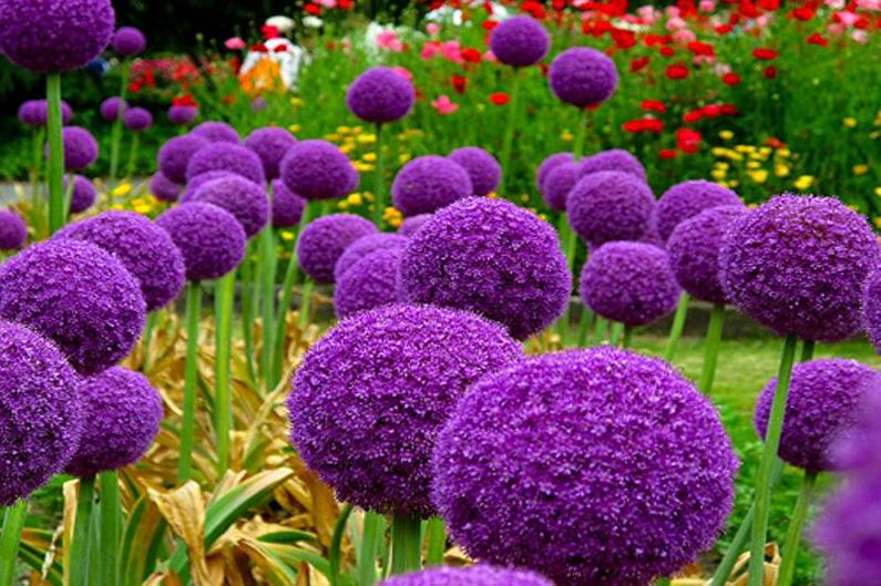 Цветя за градината - Характеристики