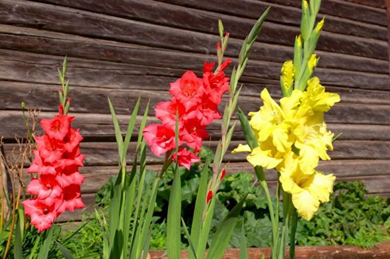 Cvijeće za vikendicu - visoke uspravne biljke