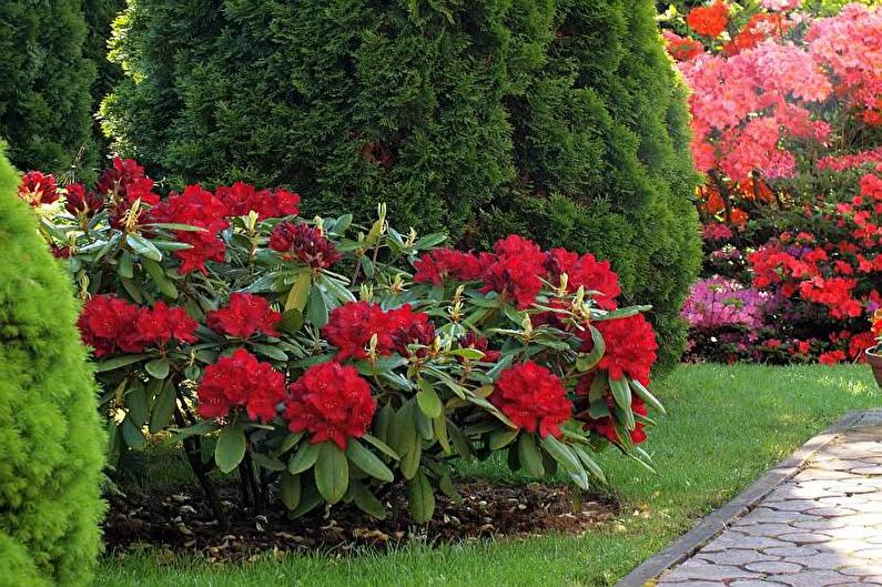 Blommor för trädgården - fleråriga buskar