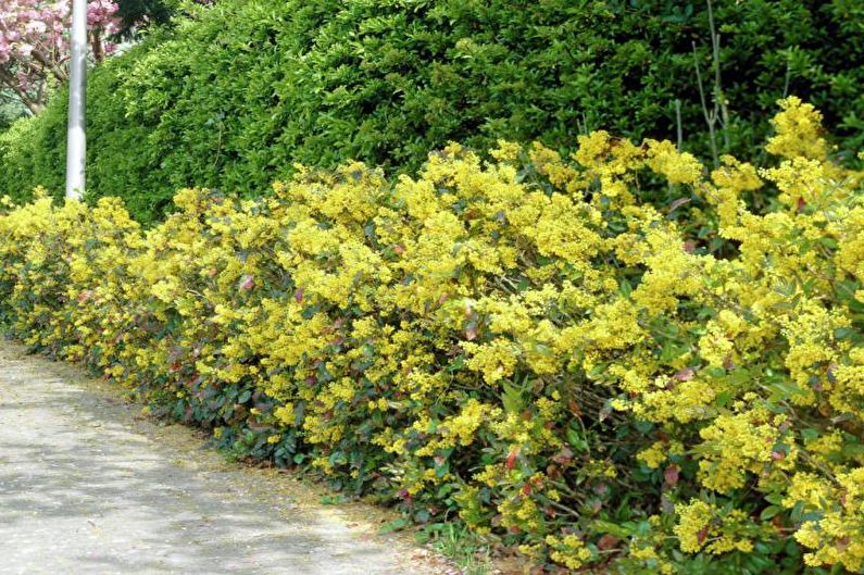 Mga bulaklak para sa hardin - Perennial shrubs