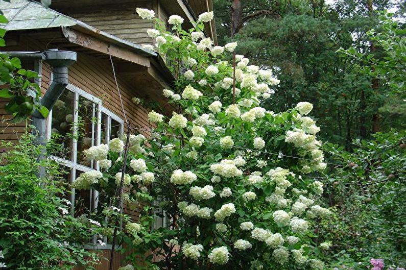 Květiny do zahrady - Convolvulus liána