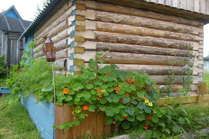 Цвеће за башту - Цонволвулус цреепер