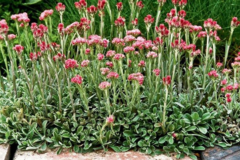 Květiny do zahrady - Rostliny koberců