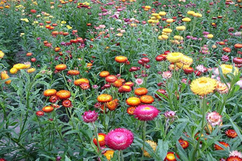Flores para o jardim - Carpetes