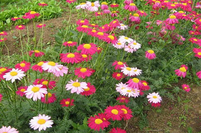 Květiny do zahrady - Rostliny koberců