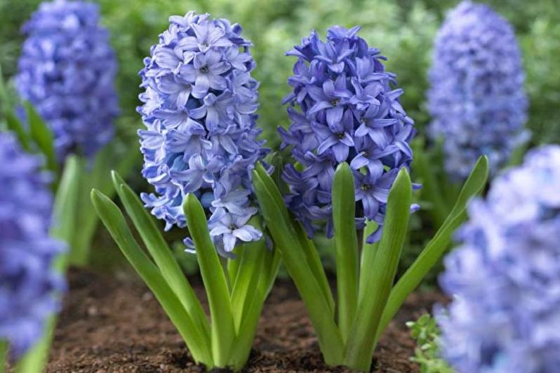 Hyacinth - Paglalarawan at mga uri