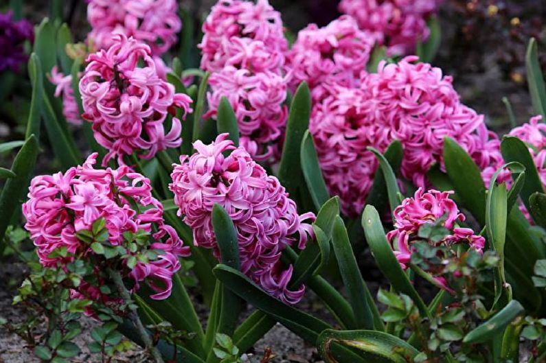 Hyacinth - Paglalarawan at mga uri