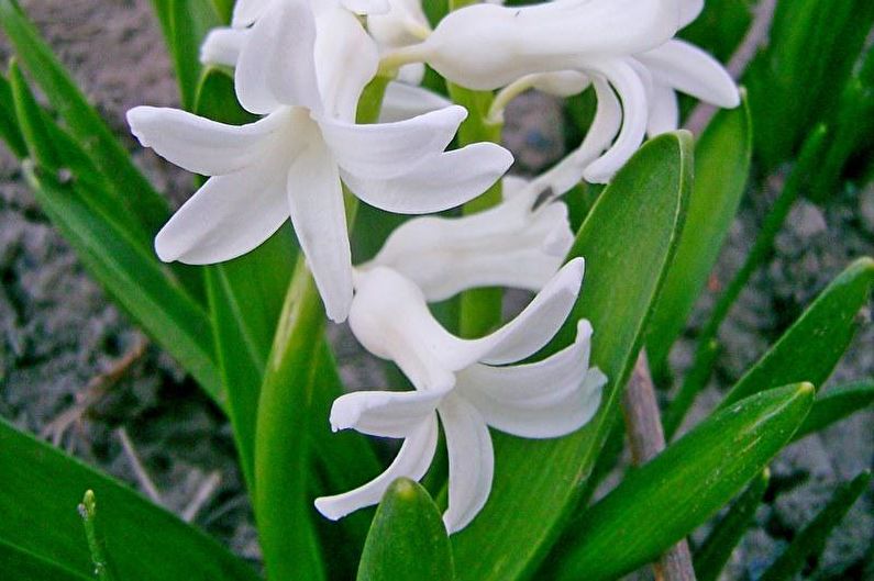 Hyacinth - Beskrivelse og typer