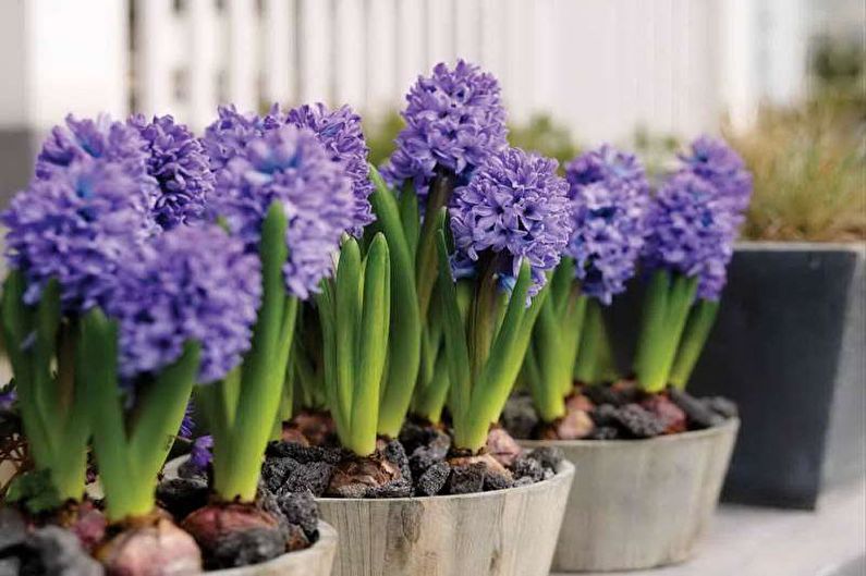Hyacinth - Pag-iilaw