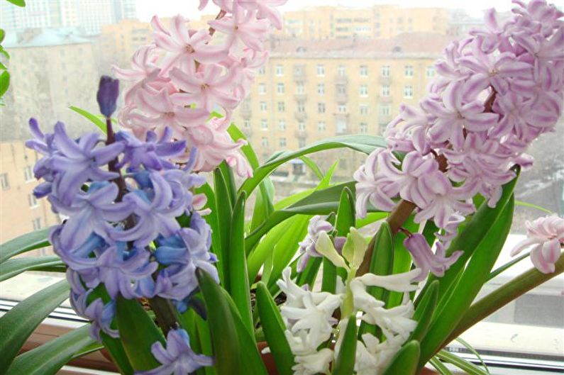 Hyacint - osvětlení