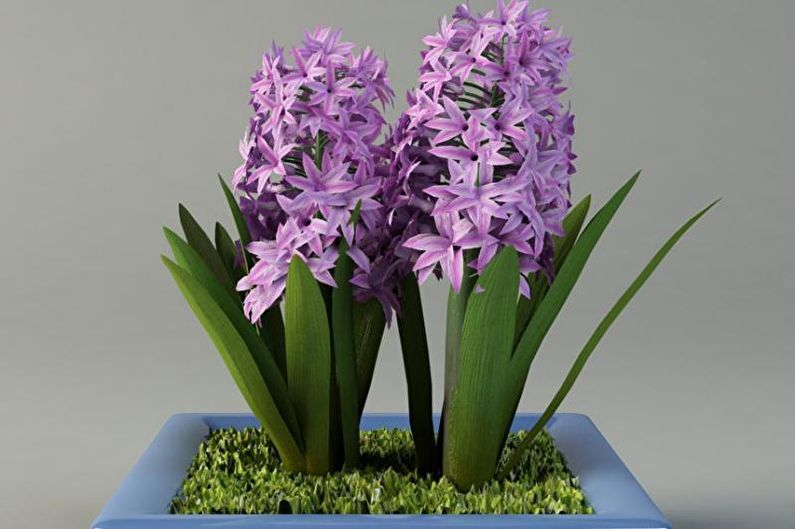 Hyacinth - Suhu