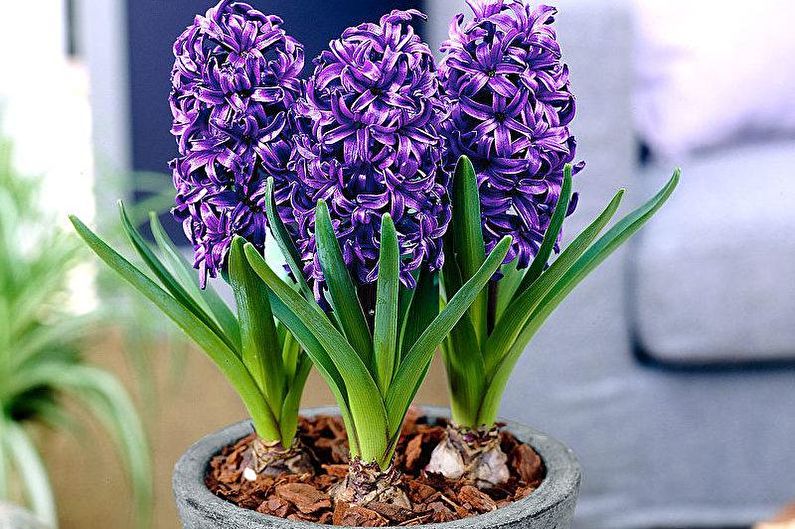 Hyacinth - pagtutubig