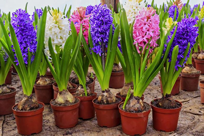 Hyacinth - gnojiva