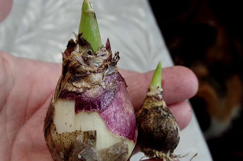 Destilace hyacintu v zimě