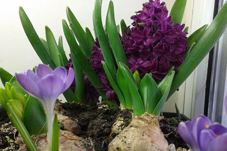 Hyacintdestillation på vintern
