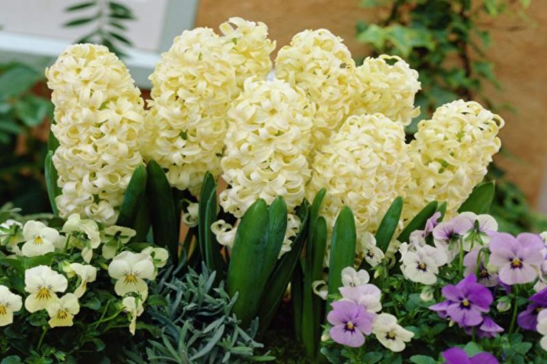 Hyacinth - How to Plant