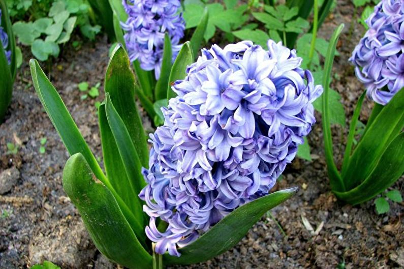 Hyacint - Hur man planterar