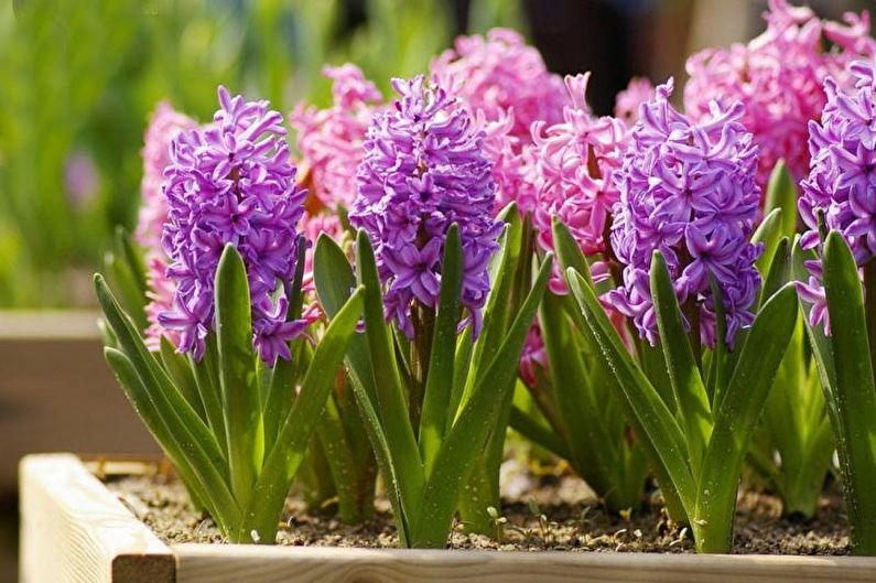 Hyacinth - fotografija