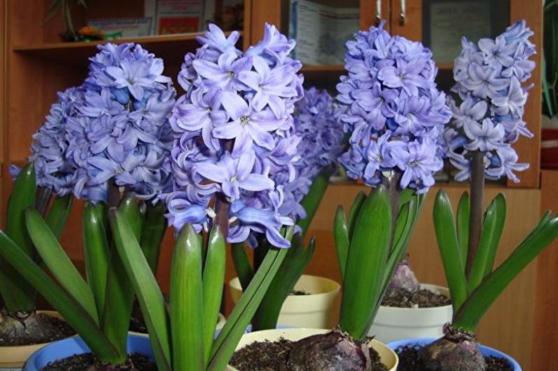 Hyacinth - larawan