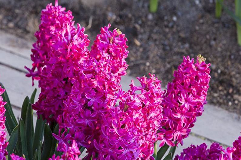 Hyacinth - larawan