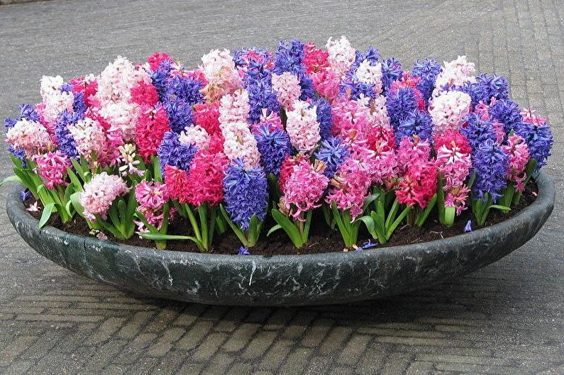 Hyacinth - fotografija