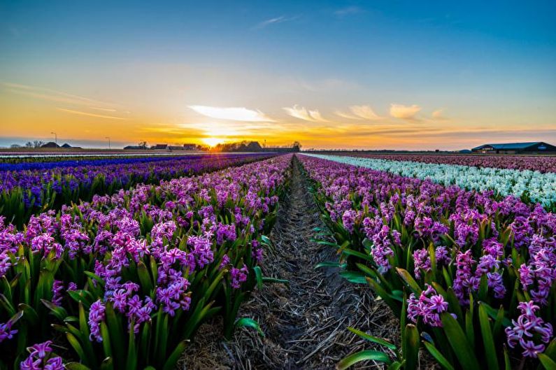 Hyacinth - foto