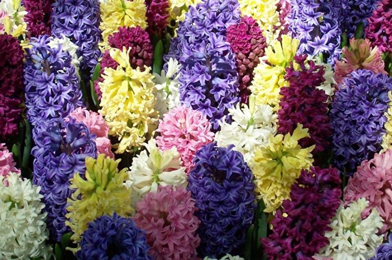 Hyacinth - photo