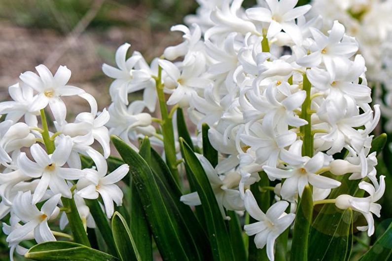 Hyacinth - foto