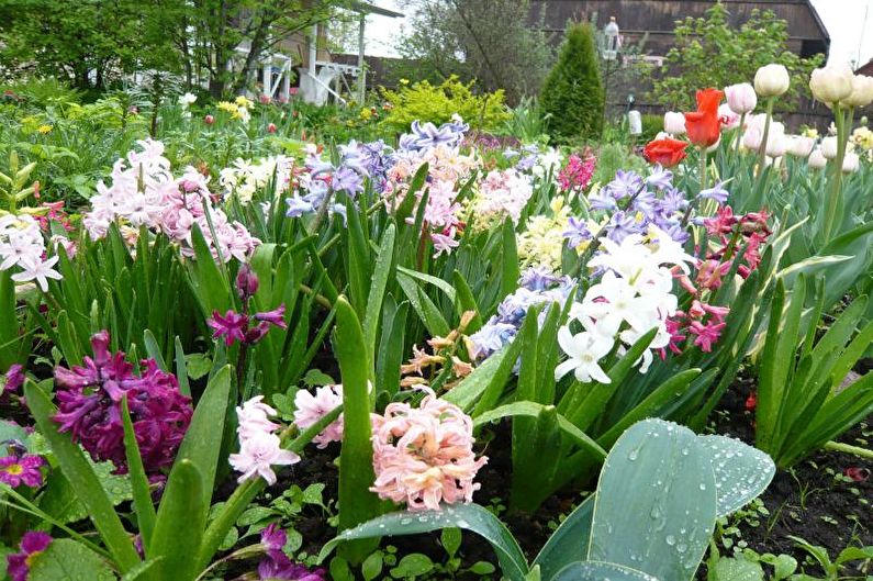 Hyacinth - photo