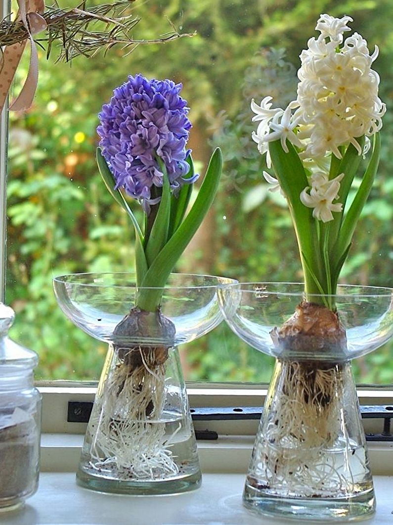 Hyacint - fotografie