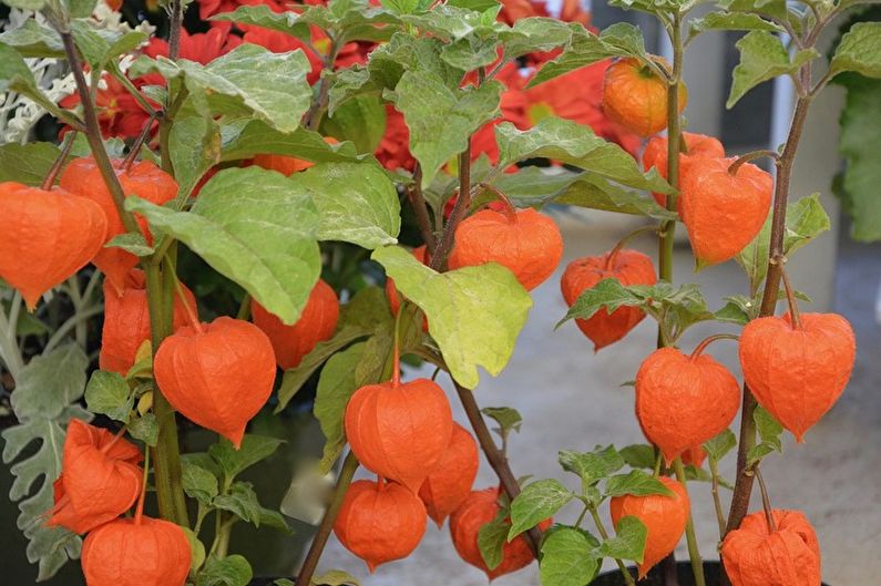 Physalis - vlhkost