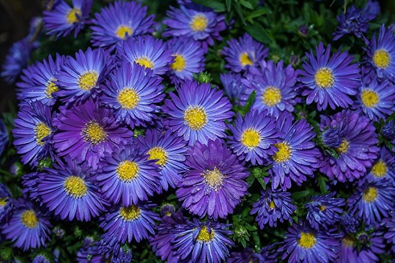 Perennial Asters - Violetta