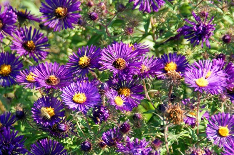 Perennial Asters - Constgans