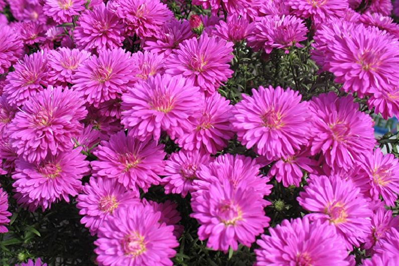 Asters vivaces - barres roses