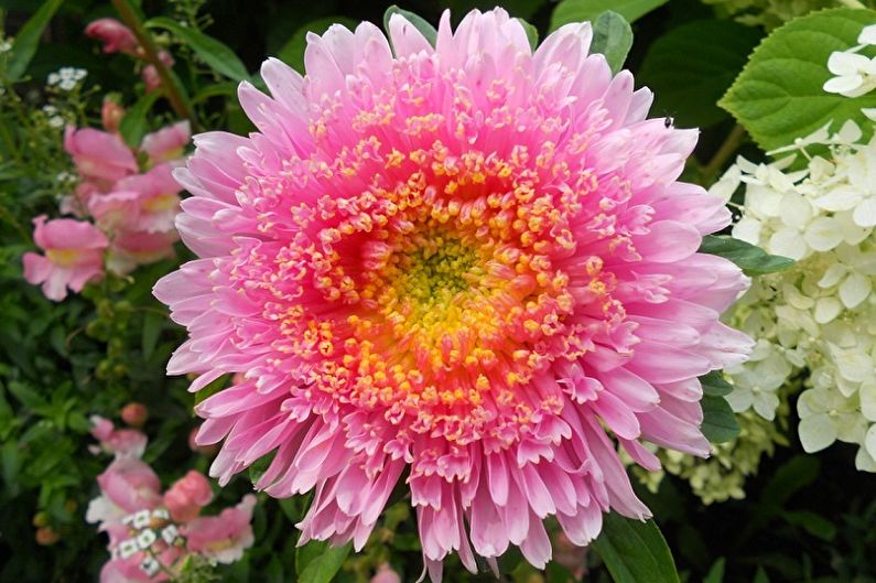 Asters perennes - Rose