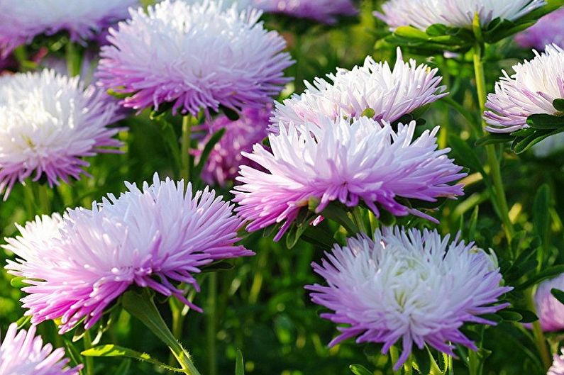 Asters - Belysning