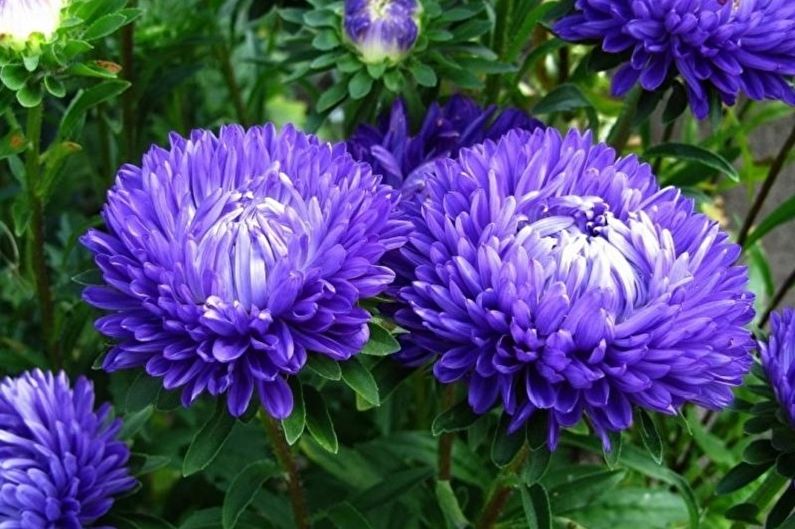 Asters - drėgmė