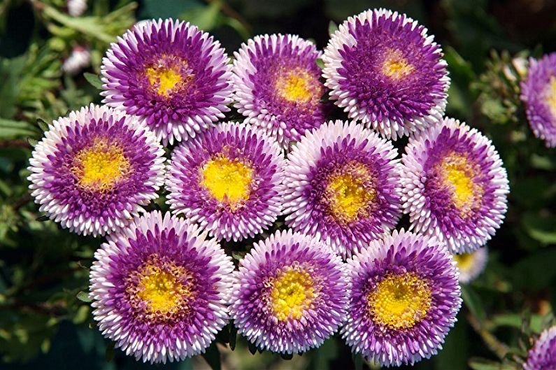 Asters - photo