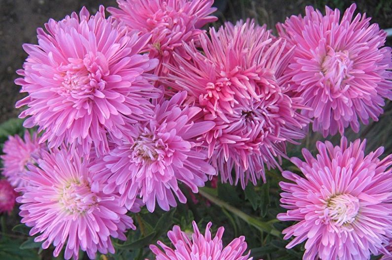 Asters - photo