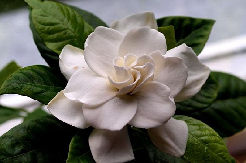 Jazmín gardenia