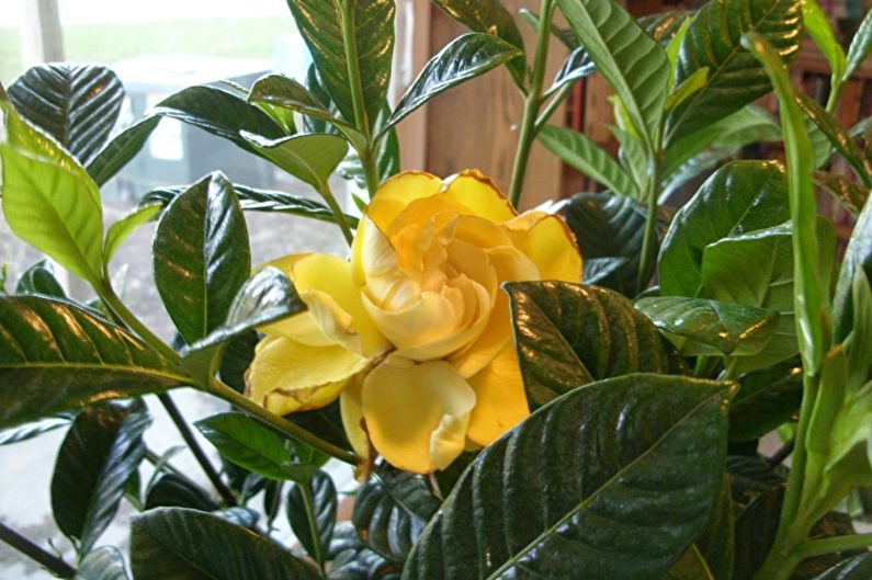 Gardenia vàng