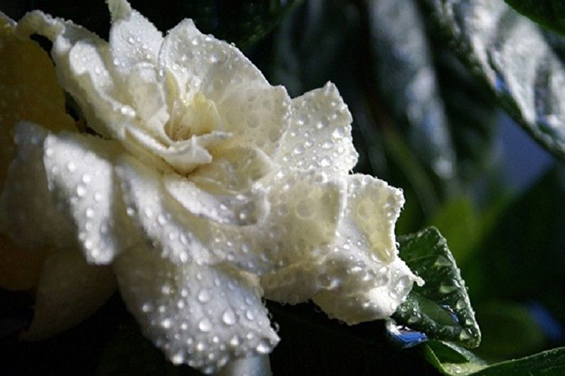 Gardenia - vlhkost
