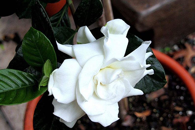 Gardenia - Adubo e curativo