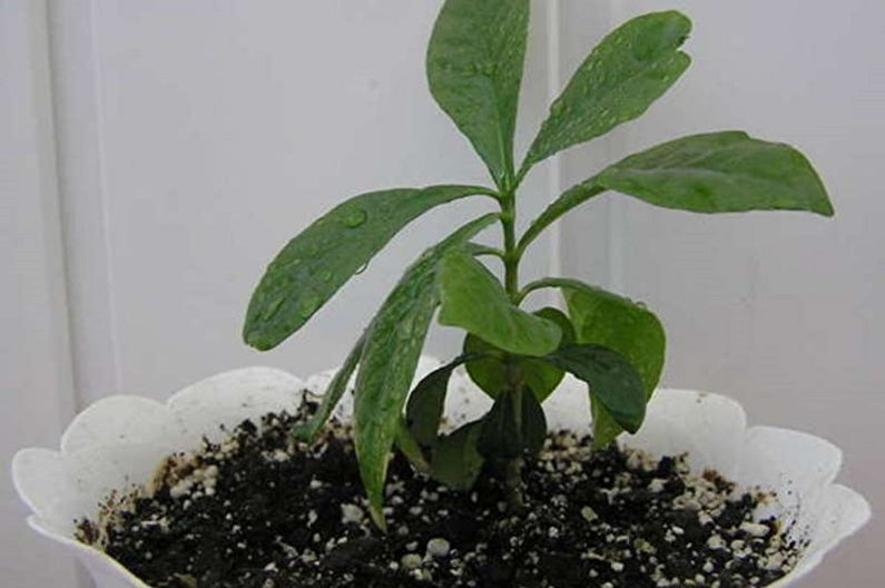 Gardenia - Engrais et vinaigrette