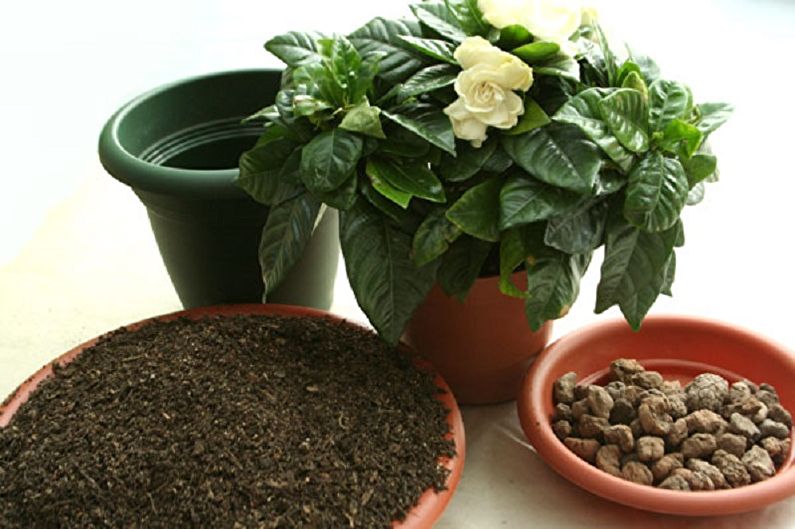 Gardenia - Transplantation dans un pot