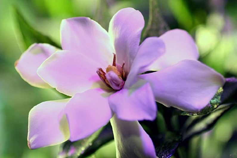 Gardenia - ภาพถ่าย