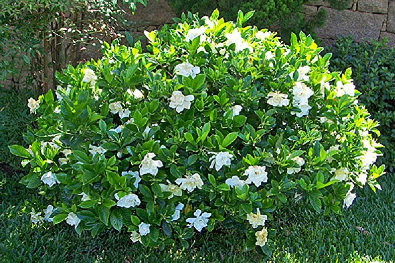 Gardenia - ảnh