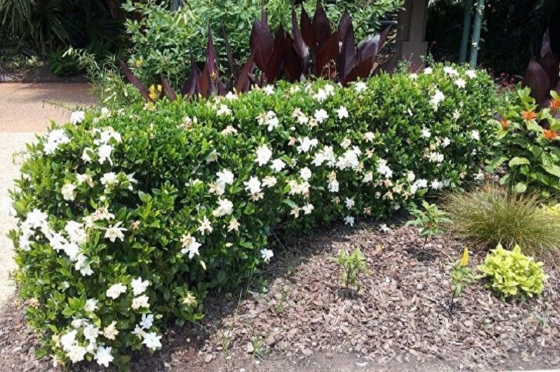 Gardenia - larawan