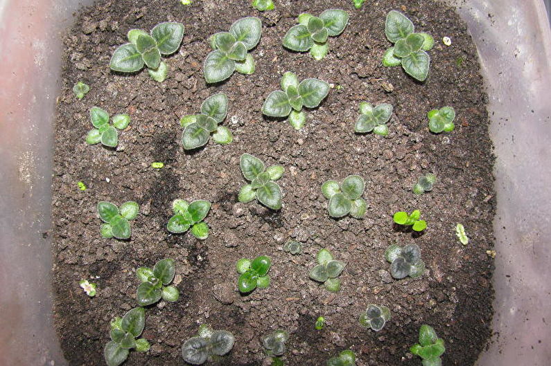 Глоксиния - Размножаване чрез семена